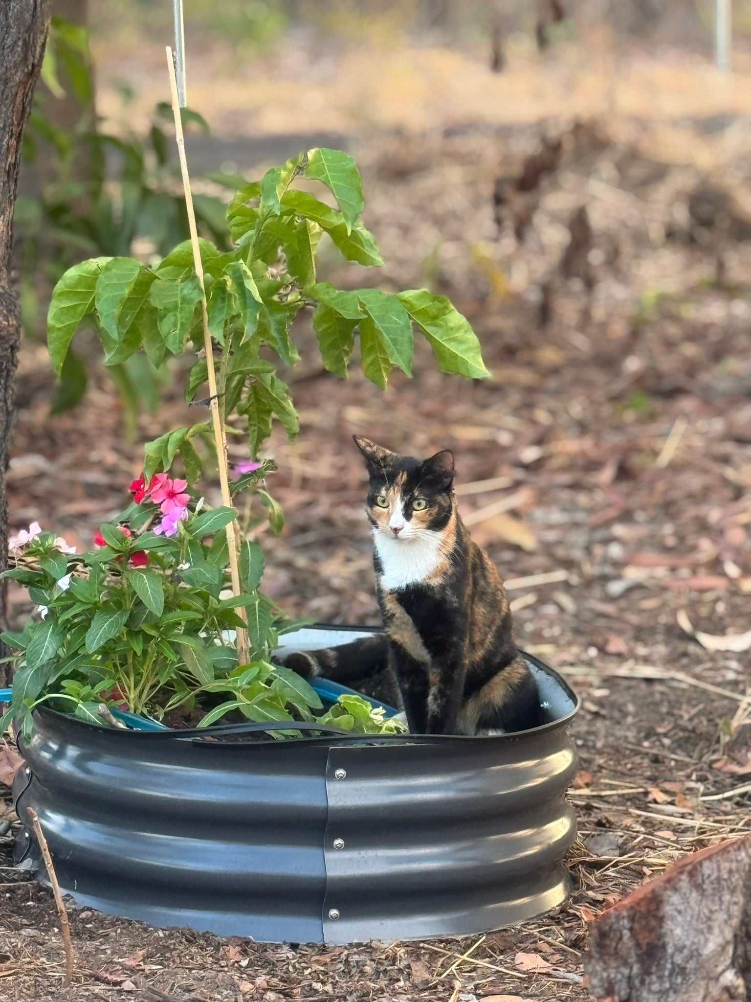 Meet & Greet – First Visit